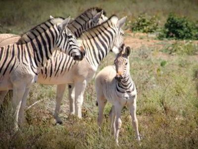 Breeding project celebrates birth of rare quagga foal