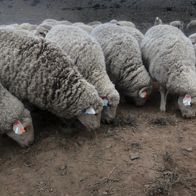 Boere bekommerd oor droogte