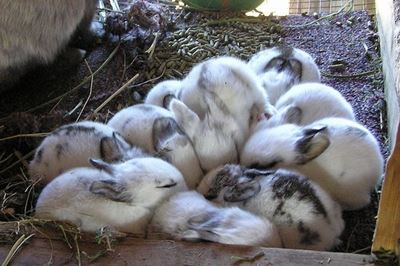 Tips for starting a rabbit farm