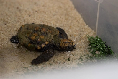 Turtle stranding season starts