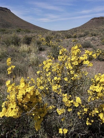 Karoo gold in bloom