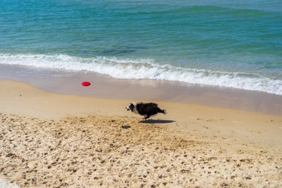 Rules for walking dogs on beaches