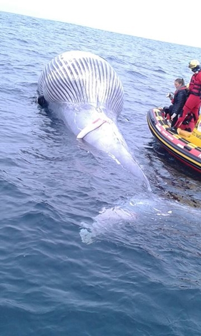 Another whale carcass near Mossel Bay