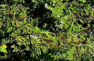 ‘She knew we were there’ – Evans on 3.5m python sighting
