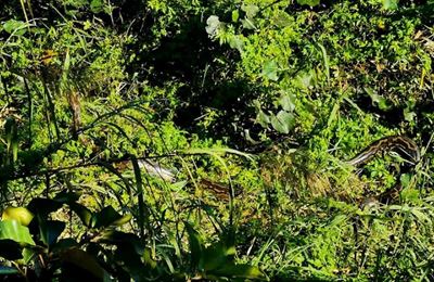 ‘She knew we were there’ – Evans on 3.5m python sighting