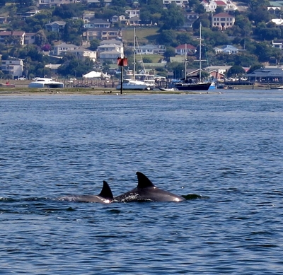 Knysna Estuary: E-e-e-e-u-u-w 2!!! 