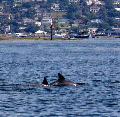 Knysna Estuary: E-e-e-e-u-u-w 2!!! 
