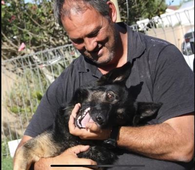 Plett K9 enjoying retirement