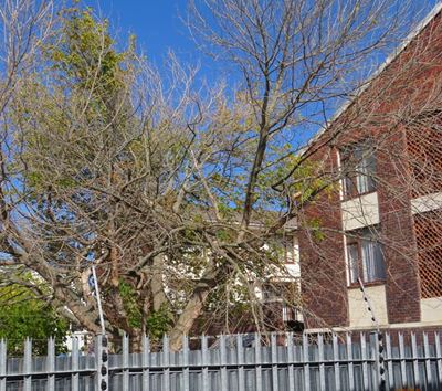 Steer clear of dying trees in George area 