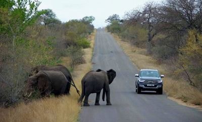 7 tips for self-driving the Kruger