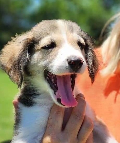 Dogs for adoption at Odin