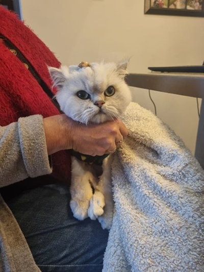 Milky die Chinchilla dringend gesoek