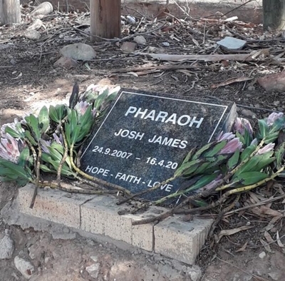 Optog van Pharaoh-familie