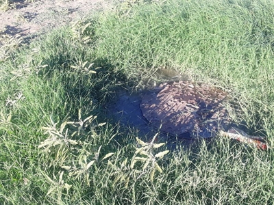 Sewage spill causes a stink