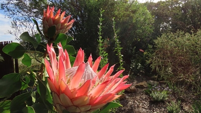 Diarise the Garden Route Indigenous Plant Fair