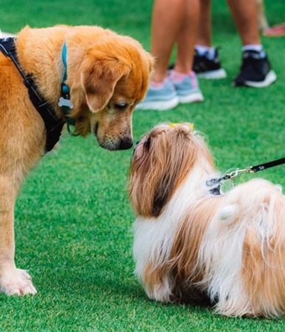 Fun dog show to help GR SPCA