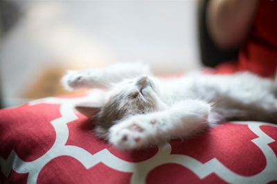 Sleep over at the SPCA in aid of animals