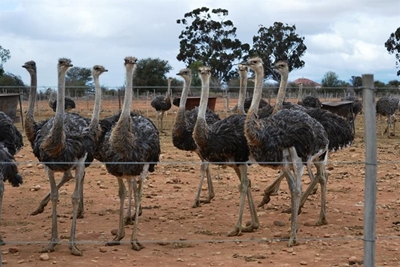 Ostrich processors challenge CompCom merger prohibition