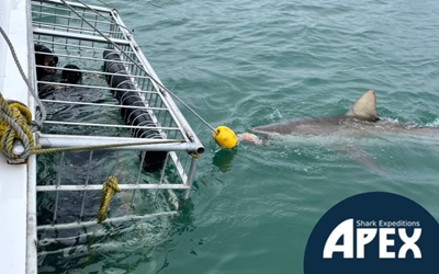 Prioritising safety in shark cage diving