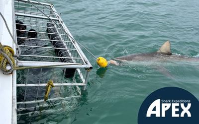Prioritising safety in shark cage diving