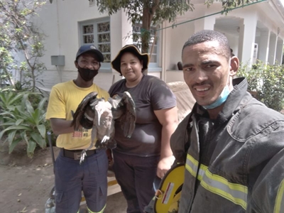 Brandweer lede help beseerde hadida
