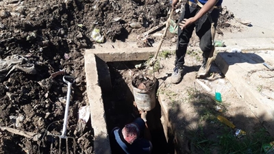 Calf falls to its death in a main supply sewer line