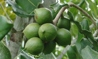 SA macadamia crop to double within next decade