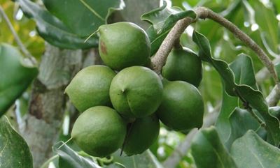 SA macadamia crop to double within next decade