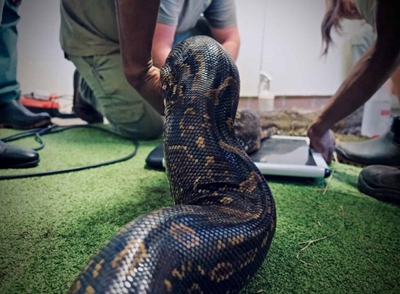 FreeMe’s latest patient: A 4,2-metre python