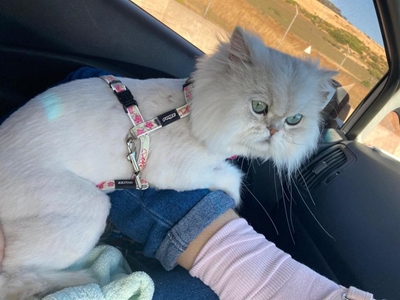 Die kat kom weer