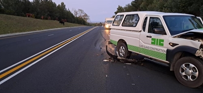 Roaming cattle cause another crash in Knysna