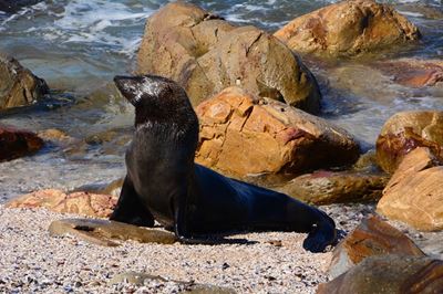 Rabies detected in Cape Town seal