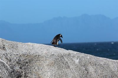 Have your say on African Penguin Biodiversity Management Plan