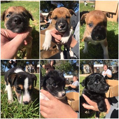 Animal lovers save petrol-puppies