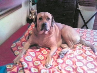 Looking for forever homes...