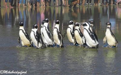 Freedom Day comes early for 10 penguins