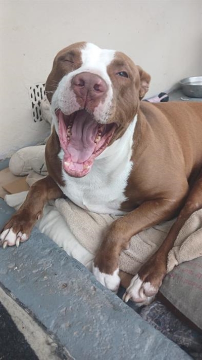 Tyson finds his happy ending