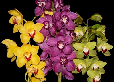 'Wonderful world of orchids' staged