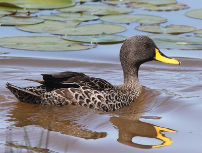 Forest birding at the Garden Route Botanical Garden