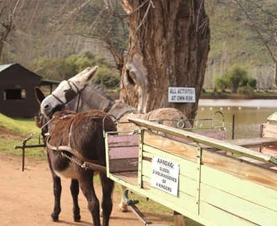 Why horses and donkeys still have a place in agriculture 