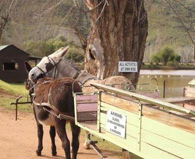 Why horses and donkeys still have a place in agriculture 