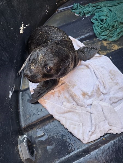 Avoid seals, call Smart instead