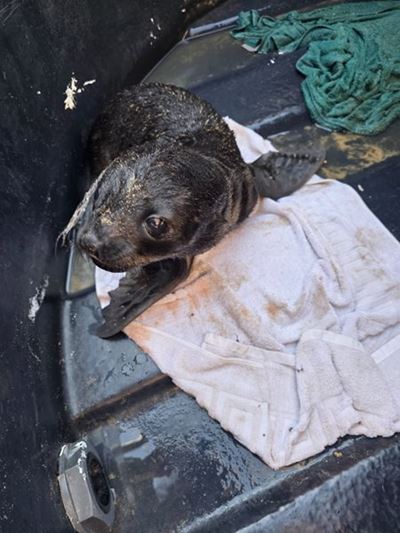 Avoid seals, call Smart instead