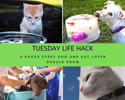 6 hacks every dog and cat lover should know