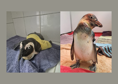 Rescued penguins a beacon of sunshine
