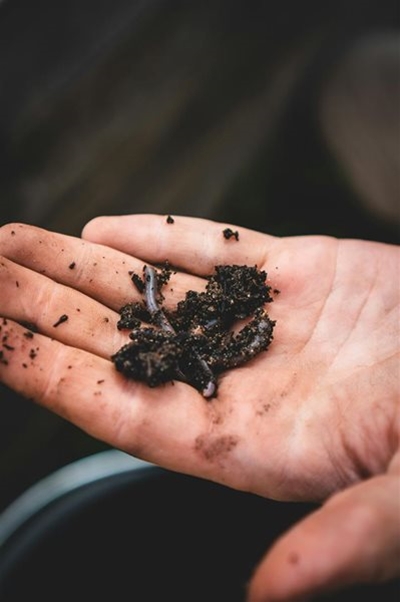 ‘Worm mom’ makes waves in farming