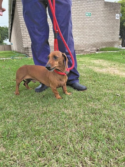 All sorts for adoption at SPCA