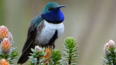 New hummingbird species spotted