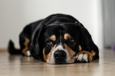 Hard-hitting reasons NOT to punish your dog