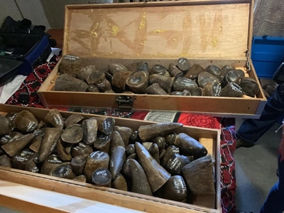 187 Rhino horns confiscated in Skeerpoort